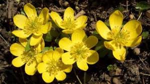 Bildergebnis für Winterlinge