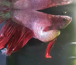 If we don't, ask away in the comments. Why Is Your Betta Fish Having A Bloated Belly Tips Fixes