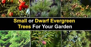 Maybe you would like to learn more about one of these? 15 Small Or Dwarf Evergreen Trees For Your Garden With Pictures
