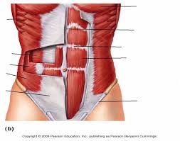 The first two groups include the extrinsic muscles, which are innervated by the anterior branches of the spinal nerves, while intrinsic muscles of the latter group. Anterior Trunk Muscles