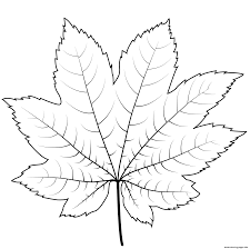 Last updated july 1st 2021. Vine Maple Leaf Coloring Pages Printable