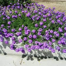 Image result for Verbena aristigera