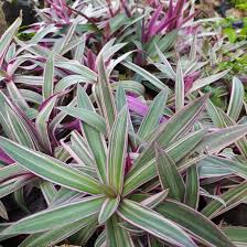 Image result for Tradescantia spathacea