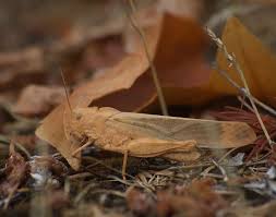 Image result for Dissotis caloneura