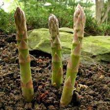 Maybe you would like to learn more about one of these? How To Harvest And Store Asparagus