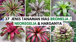 Tanaman ini dijadikan sebagai tanaman hias, karena memiliki bentuk serta corak daun yang indah dan sangat bervariasi. 37 Jenis Bromelia Neoregelia Populer 2021 Harganya Bromeliad Neoregelia Types Price Youtube
