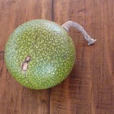 Image result for Strychnos cocculoides