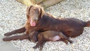 Golden retriever puppies are available all year round, all bred from parents not only of superb quality from this crossbreeding produced dogs with similar characteristics but with a distinct yellow flat coat. Flat Coated Retriever Dog Breed Information And Pictures