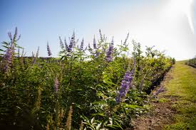 Image result for Vitex schliebenii