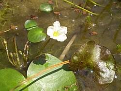 Image result for Nymphoides milnei