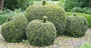 Die Eibe Ein Besonderer Nadelbaum Eibe Eibe Baum Gartengestaltung