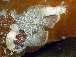 Image result for Eulalia polyneura