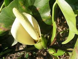 Image result for Montrichardia