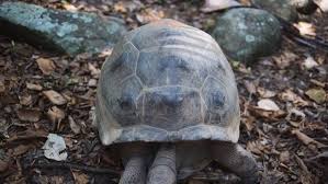 Aldabrachelys - Wikipedia