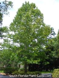 Birch Trees In Florida Sycamore Tree Plants For South Florida Florida Plants Fast Growing Shade Trees Growing Tree