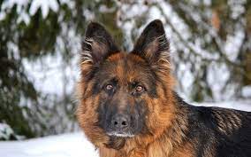 صور كلب الراعى الالماني German Shepherd Dogs Shepherd Dog German Shepherd
