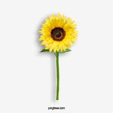Girasol Imagenes Predisenadas De Girasol Girasol Amarillo Png Y Psd Para Descargar Gratis Pngtree Imagenes De Girasoles Planta De Girasol Girasoles