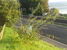 Green24 Wildwachsender Strauch Im Garten Salix Caprea Salweide Pflanzenbestimmung Pflanzensuche Green24