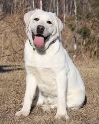 Minnesota White English Labrador Retriever Puppies Snow White Polar Bear White Lab Retriever Breeders Labrador Retriever Puppies Lab Puppies Labrador Retriever