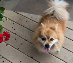 Check spelling or type a new query. 9 Wildly Cute Pomeranian Haircut Styles To Tame The Fluff