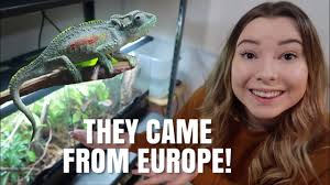 My Secret RARE Chameleons Who Were shipped From EUROPE!
