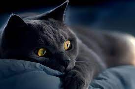 Gratis wallpaper lucu foto piqsels. Kucing Hitam Wallpaper Muat Turun Ke Telefon Bimbit Anda Dari Phoneky
