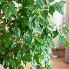 Image result for ficus benjamina en casa