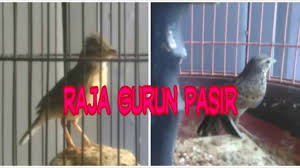 Mungkin anda akan merasa kesulitan memilih merpati yang bagus, tapi seiring berjalannya waktu. Ciri Burung Cikrak Daun Jantan Betina By Pawang Burung