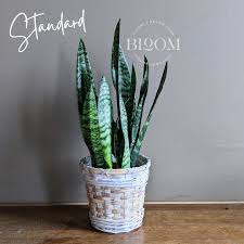 Image result for Sansevieria pedicellata