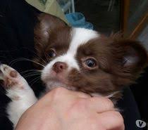 Photos Vivastreet Magnifique Chiot Femelle Chihuahua Chocolat Et Blc Poils L Chien Chiot Animaux