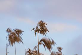 Image result for Phragmites mauritianus