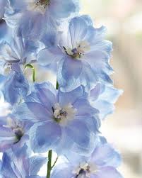 In italia è presente solo al nord. Elphiniu Fiori Speronella Fotografia Di Fiori