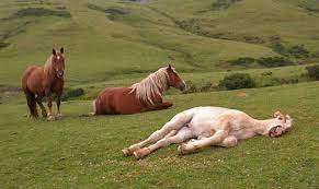 Animal Facts Horses