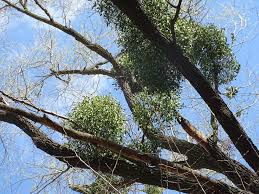 Image result for Viscum hildebrandtii