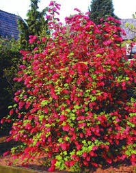 Zierjohannisbeere Rosa Rot Bluhend 1 Strauch Amazon De Garten Pflanzen Garten Weigelie