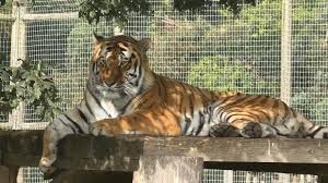 Yorkshire Wildlife Park remains closed after fatal tiger attack — BBC