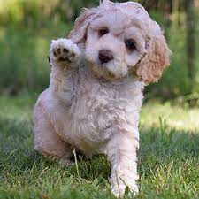 Male, 1 year 1 month old. Miniature Labradoodle Puppies For Adoption Oregon Northern California Ocean View Labradoodles