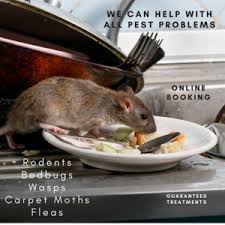 We are a family owned company based in lewisham, and we cover all of south east london. Pest Control London 0800 955 2347 Pest Control Experts You Can Trust