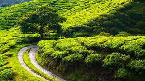 Peaceful Relaxing Instrumental Music Quiet Soft Meditation Music Highland Meadows By Tim Janis Youtube