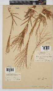 Image result for Trichoneura grandiglumis