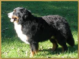 The bernese mountain dog, or the berner, belongs to the ancient family of dogs known as molossers. Vert Monts Bernese Mountain Dogs Bernese Mountain Dog Breeder Vermont Usa