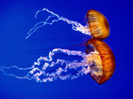Magnificent Underwater Wallpaper Underwater Animals Jellyfish Species