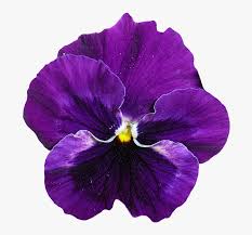 Scarica le risorse grafiche gratuite sotto forma di png, eps, ai. Viola Fiore Png Transparent Png Kindpng