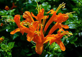 Image result for Tecoma capensis