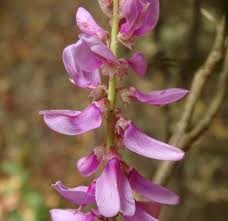 Image result for Indigofera adenoides