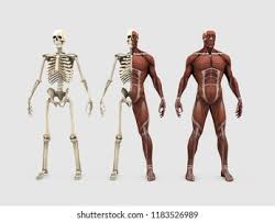 The stapes, in the middle ear, is the smallest and lightest bone of the human skeleton. 3d Illustration Human Muscles Bones Stock Illustration 1183526989