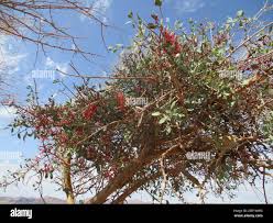 Image result for Parkinsonia africana