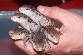 All are ready to ship, doing fantastic on all sorts of food. Baby Blue Tongue Skinks For Sale Baby Blue Tongue Skink Blue Tongue Skink Cute Reptiles Reptiles Pet