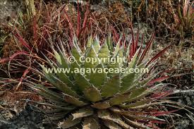 Image result for Agavaceae