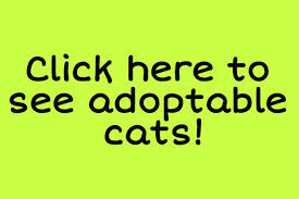 Happy tails pet rescue has a cage free shelter in hudson nh at 14 pine road 03051. Happy Tails Rescue